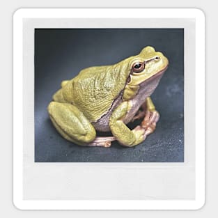 Meditating Frog Cute Photograph Peace & Love Picture Sticker